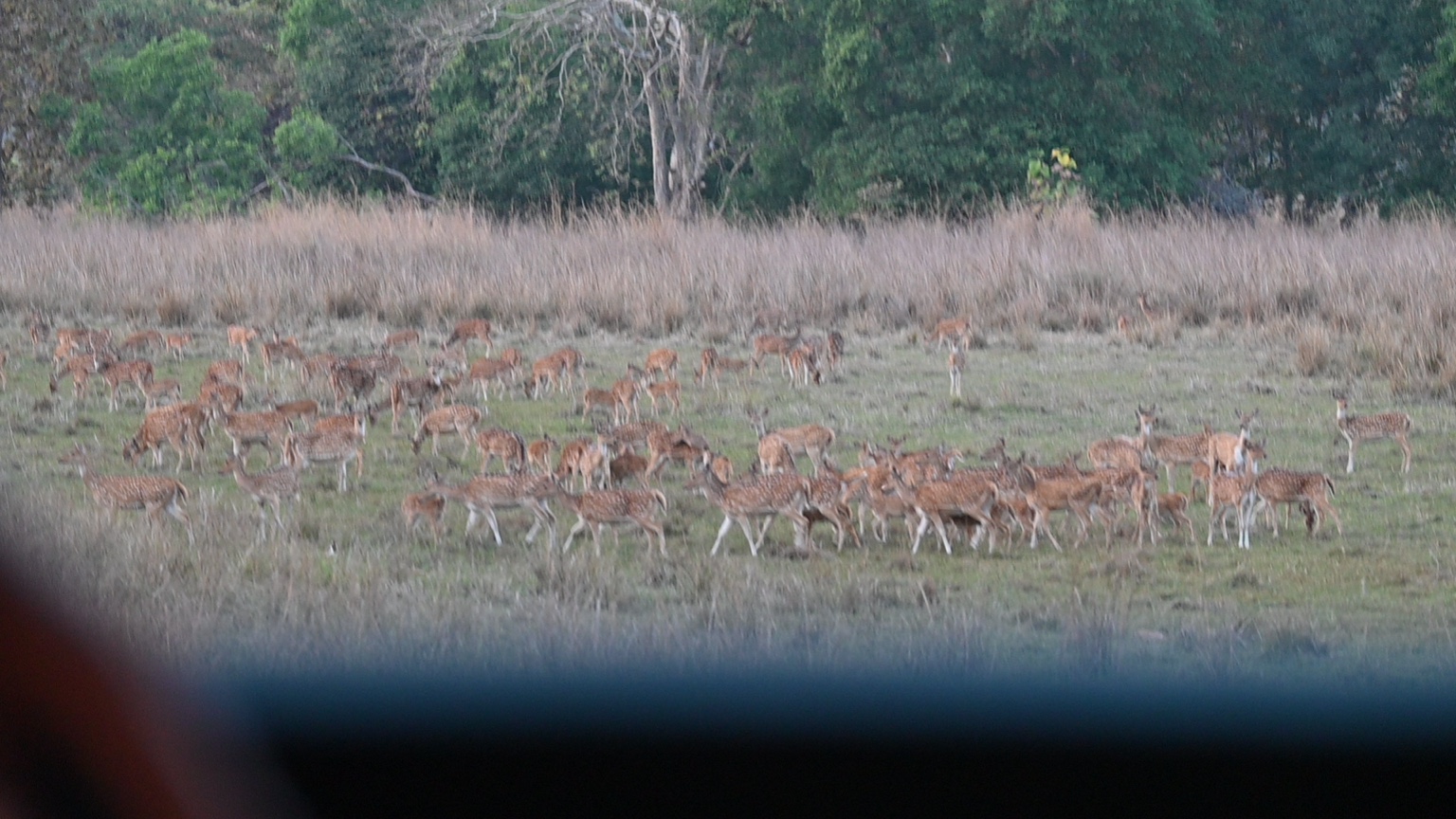 A herd of spotted deer in grassland