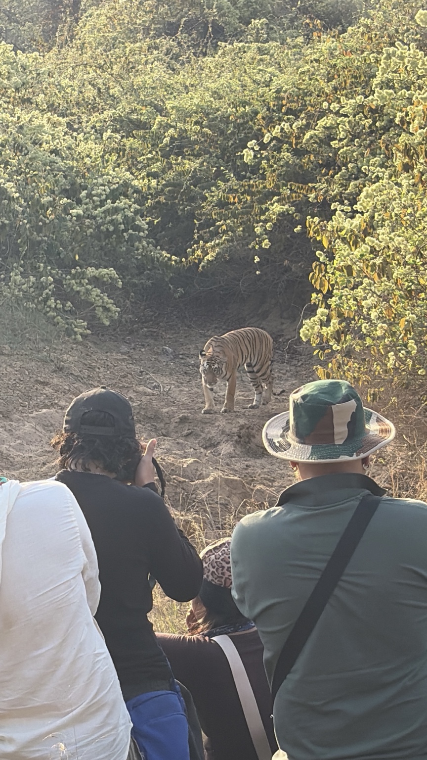 Wildlife travellers observing a tiger during safari