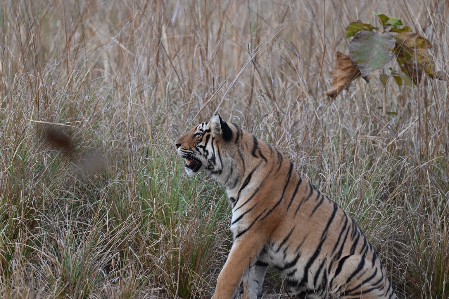 Tiger standing in a forest habitat